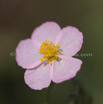 Helianthemum apenninum Appenin Sonnenroeschen 1.jpg