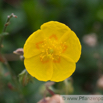 Helianthemum oelandicum Alpen Sonnenroeschen Rock Rose 1.jpg