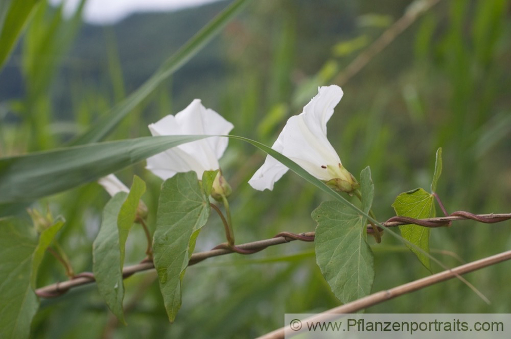 Calystegia sepium Zaun-Winde Ufer Winde Bindweed Granny Pop Out Of Bed 1.jpg