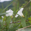 Calystegia sepium Zaun-Winde Ufer Winde Bindweed Granny Pop Out Of Bed 1.jpg