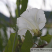 Calystegia sepium Zaun-Winde Ufer Winde Bindweed Granny Pop Out Of Bed.jpg