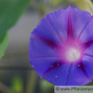 Ipomea purpurea Purpur-Prunkwinde Common Morning Glory 2.jpg