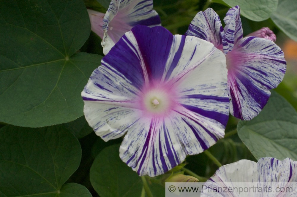 Ipomea purpurea Purpur-Prunkwinde Common Morning Glory3 .jpg