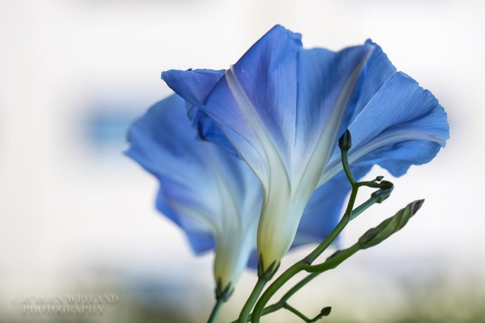 Ipomoea tricolor cv. Heavenly Blue Himmelsblaue Prachtwinde.jpg