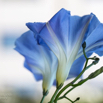 Ipomoea tricolor cv. Heavenly Blue Himmelsblaue Prachtwinde.jpg