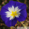 Ipomoea tricolor Himmelblaue Prachtwinde Flying Saucers.jpg