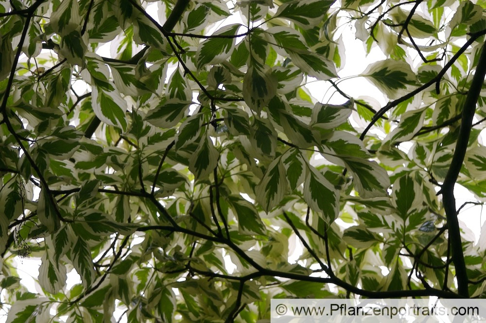 Cornus controversa Pagoden Hartriegel Giant Dogwood.jpg