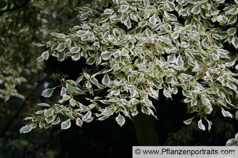 Cornus controversa Pagoden Hartriegel Giant Dogwood_1.jpg