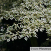 Cornus controversa Pagoden Hartriegel Giant Dogwood_1.jpg