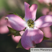 Cornus florida Blumenhartriegel Dogwood 1.jpg