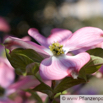 Cornus florida Blumenhartriegel Dogwood.jpg