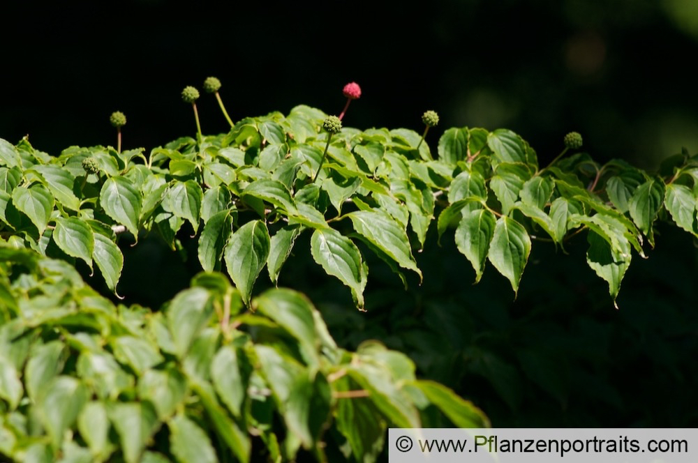 Cornus kousa Scheinblueten Hartriegel.jpg