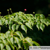 Cornus kousa Scheinblueten Hartriegel.jpg