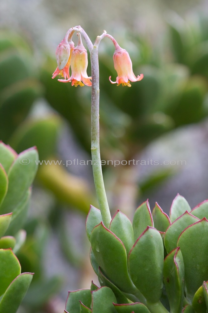 Cotyledon orbiculata Plakkie 2.jpg