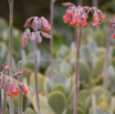 Cotyledon orbiculata Plakkie.jpg