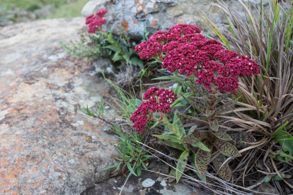 Crassula alba.jpg