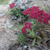 Crassula alba.jpg