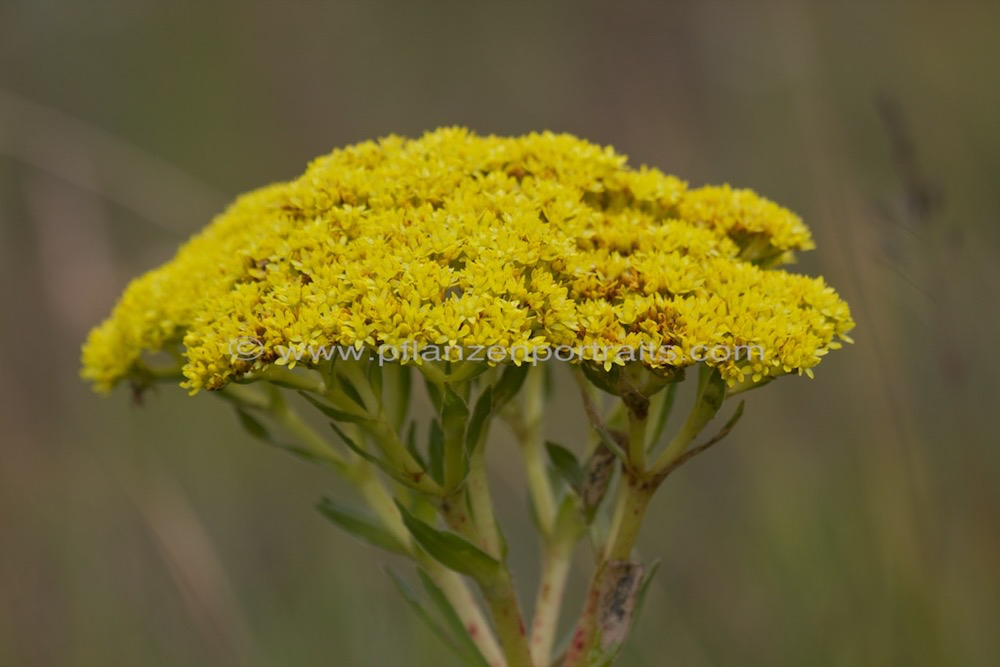 Crassula vaginata Yellow Crassula.jpg