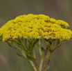 Crassula vaginata Yellow Crassula.jpg