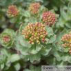 Rhodiola rosea Rosenwurz Roseroot 1.jpg