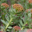 Rhodiola rosea Rosenwurz Roseroot.jpg