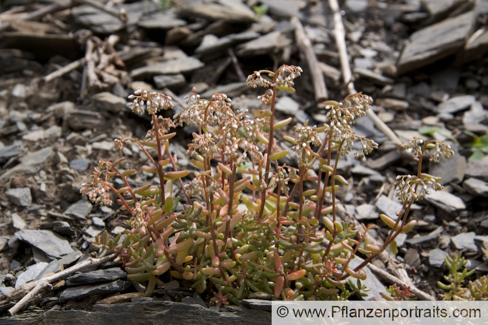 Sedum album Weisse Fetthenne White Stonecrop 1.jpg