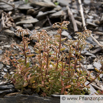 Sedum album Weisse Fetthenne White Stonecrop 1.jpg