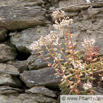 Sedum album Weisse Fetthenne White Stonecrop.jpg