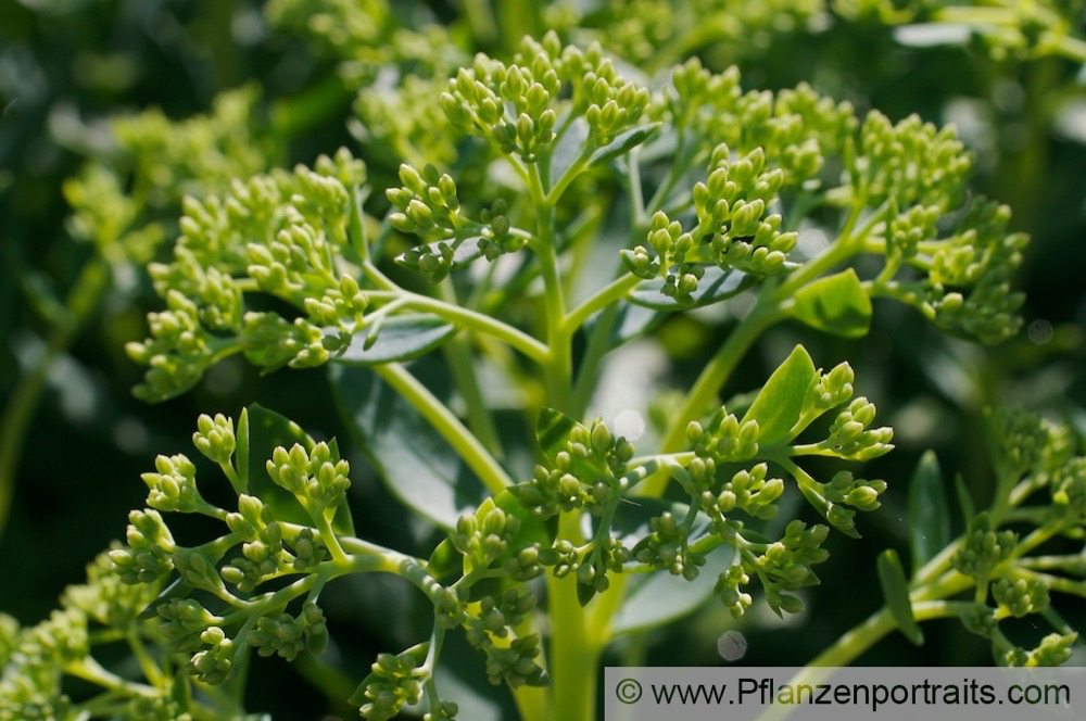 Sedum Fetthenne Stonecrop 1.jpg