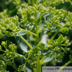 Sedum Fetthenne Stonecrop 1.jpg