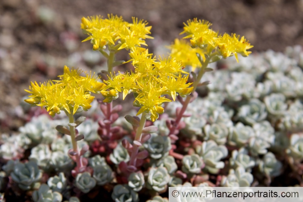 Sedum spathulifolium Colorado Fetthenne Broad Leaved Stonecrop 2.jpg