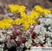 Sedum spathulifolium Colorado Fetthenne Broad Leaved Stonecrop 2.jpg