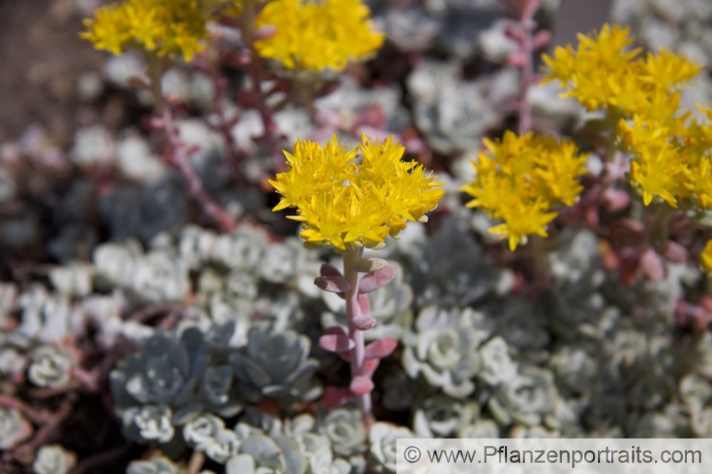 Sedum spathulifolium Colorado Fetthenne Broad Leaved Stonecrop 3.jpg