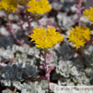 Sedum spathulifolium Colorado Fetthenne Broad Leaved Stonecrop 3.jpg