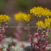 Sedum spathulifolium Colorado Fetthenne Broad Leaved Stonecrop.jpg