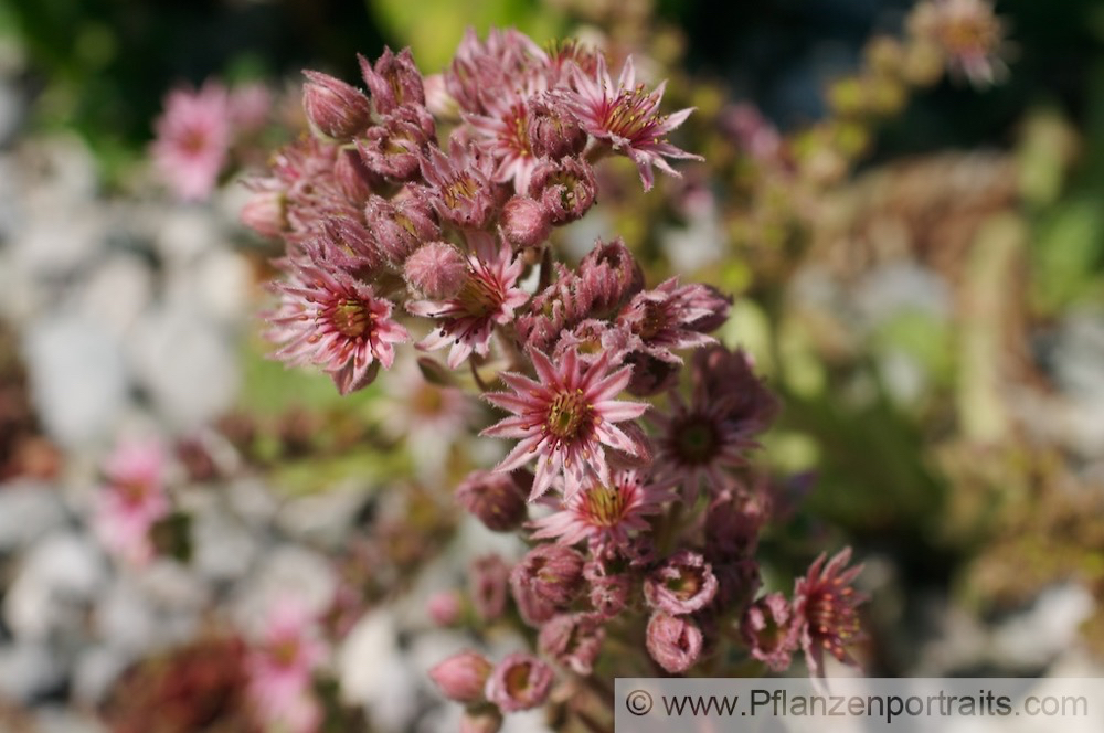 Sempervivum tectorum Echte Hauswurz Common Houseleek 2.jpg