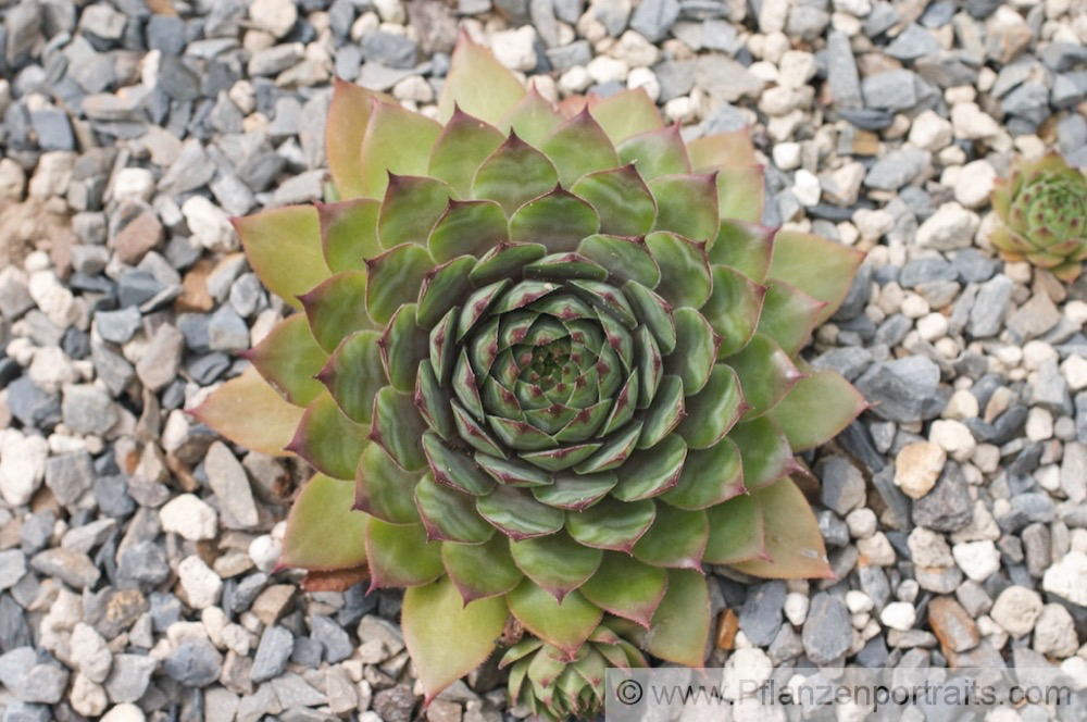 Sempervivum tectorum Echte Hauswurz Common Houseleek 3.jpg