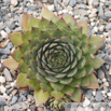 Sempervivum tectorum Echte Hauswurz Common Houseleek 3.jpg