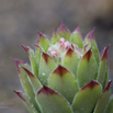 Sempervivum tectorum Echte Hauswurz Common houseleek 5.jpg