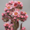 Sempervivum tectorum Echte Hauswurz Common houseleek.jpg