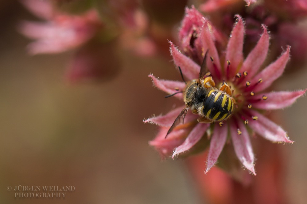 Sempervivum tectorum Echte Hauswurz Common houseleek4.jpg