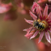 Sempervivum tectorum Echte Hauswurz Common houseleek4.jpg