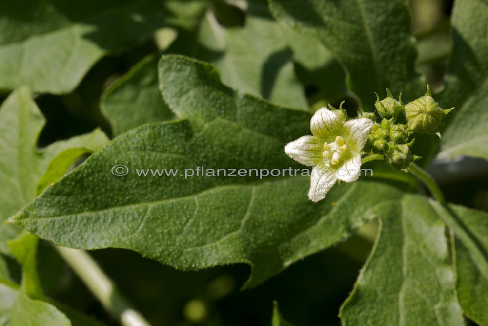 Bryonia dioica D_rotfruechtige Zaunruebe  E_Red bryony.jpg