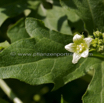 Bryonia dioica D_rotfruechtige Zaunruebe  E_Red bryony.jpg