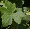 Bryonia dioica rotfruechtige Zaunruebe Red bryony 2.jpg