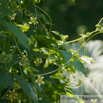 Bryonia dioica rotfruechtige Zaunruebe Red bryony 3.jpg