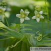 Bryonia dioica rotfruechtige Zaunruebe Red bryony 4.jpg