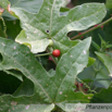 Bryonia dioica rotfruechtige Zaunruebe Red bryony 5.jpg