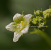 Bryonia dioica rotfruechtige Zaunruebe Red bryony.jpg