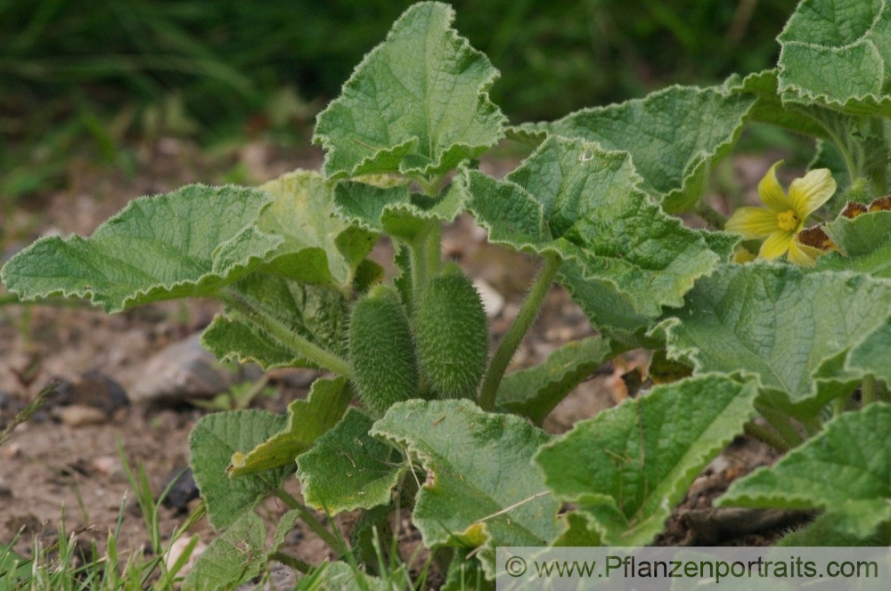 Ecballium elaterium Spritzgurke Squirting cucumber 2.jpg